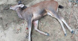 কর্ণফুলীতে উদ্ধার করা সেই হরিণটি মারা গেছে