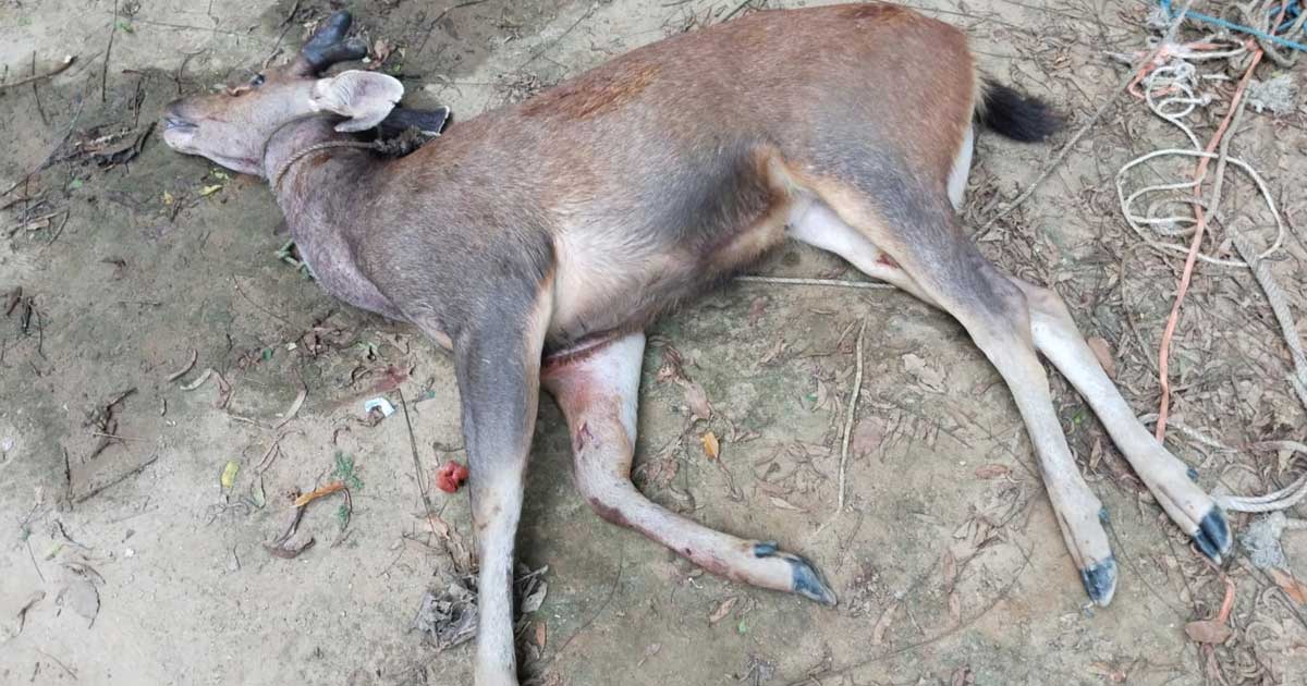 কর্ণফুলীতে উদ্ধার করা সেই হরিণটি মারা গেছে