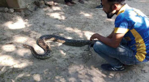 বসতঘরের ছাদে মিলল অজগর
